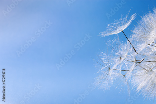 Close up macro white fluffy dandelion seeds heads with detailed lace-like patterns, natural textural flower above blue background. Abstract nature flowery background