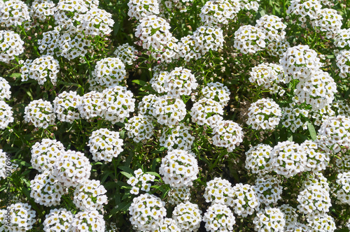 White Lobularia maritima