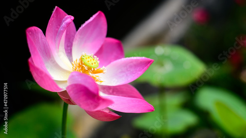 Beautiful Lotus flower  Nelumbo nucifera  in the pond closeup  blooms in the morning  growing towards the sun.