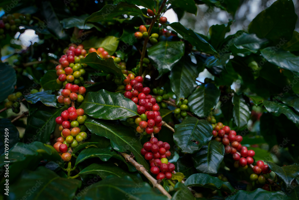 Red and Green fresh Ripe branch of Arabica or Robusta an organic coffee berries beans on tree. Crop fruit season. Coffee plantations Agriculturist Harvest field background concept. Red and Green fresh Ripe branch of Arabica or Robusta an organic coffee berries beans on tree. Crop fruit season. Coffee plantations Agriculturist Harvest field background concept.