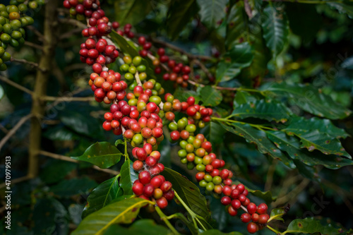 Red and Green fresh Ripe branch of Arabica or Robusta an organic coffee berries beans on tree. Crop fruit season. Coffee plantations Agriculturist Harvest field background concept.