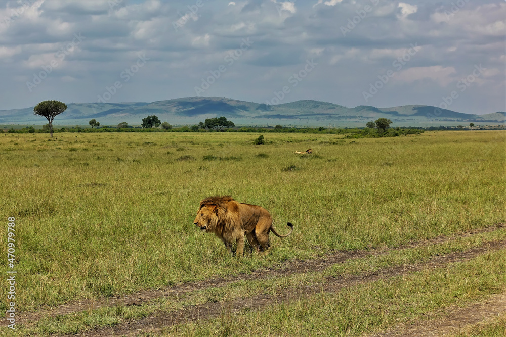 An adult wild lion with a magnificent mane stands in the African savanna. There is a dirt road nearby. In the distance, on the green grass, two lying lions are visible. Mountains against the sky. 
