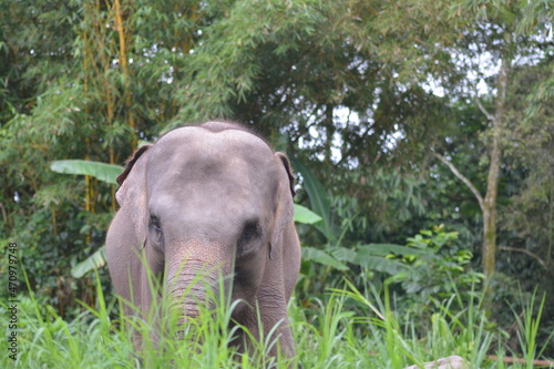 The Sumatran elephant  Elephas maximus sumatranus is  recognized subspecies of the Asian elephant  and native to the Indonesian island of Sumatra and in general  Asian elephants are smaller than Afric