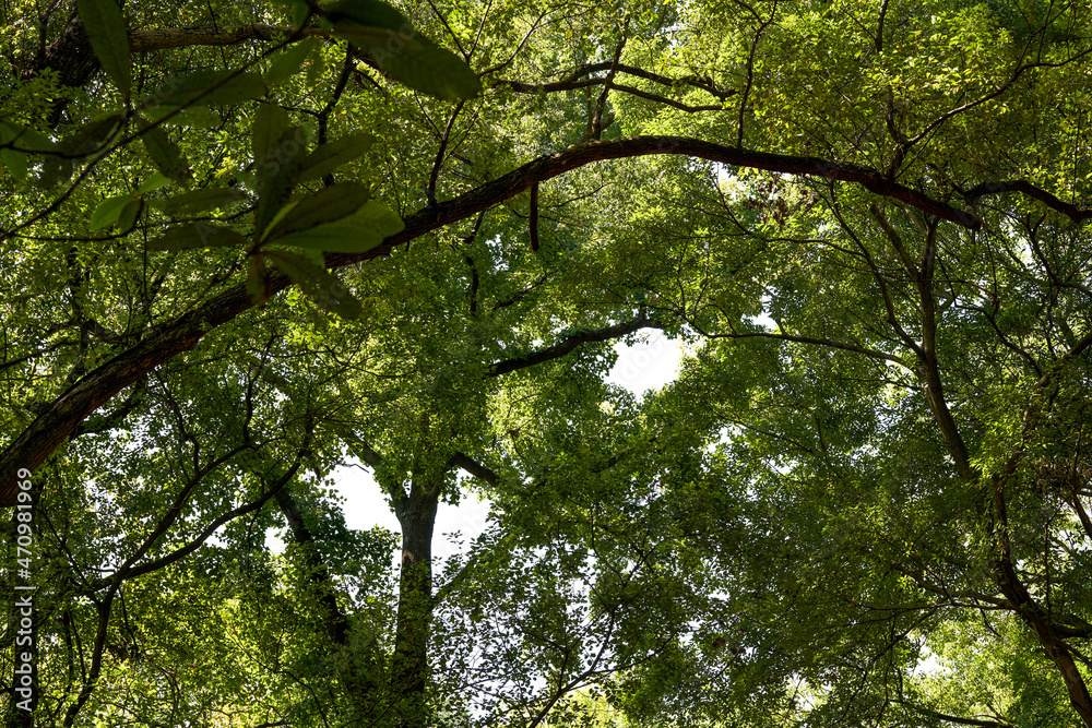 Towering trees with green leaves in the forest Towering trees with green leaves in the forest