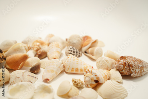 散りばめられた貝殻（テキストスペースあり）