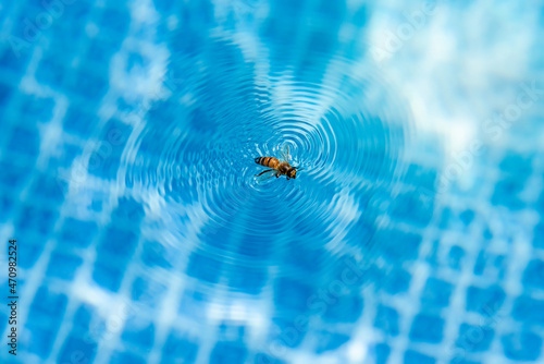 bee stuck on the water in the swimming pool and creating ripples on the water surface