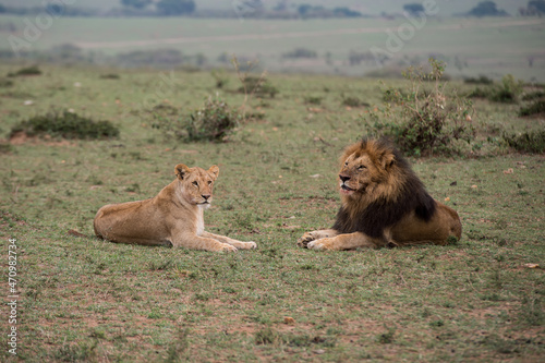 lion and lioness resting in Maasai Mara, Kenya.