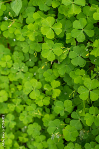 wood sorrel or sourgrass forming a beautiful texture pattern background