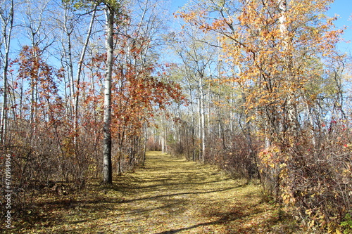 Autumn On The Trail, William Hawrelak Park, Alberta