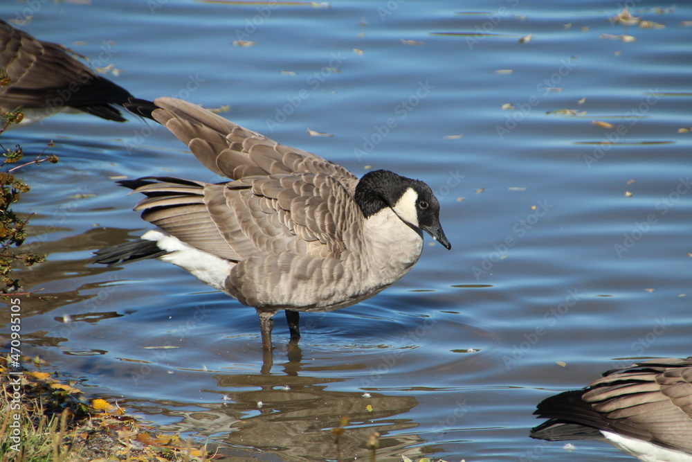 Fototapeta premium Goose Looking At The Water