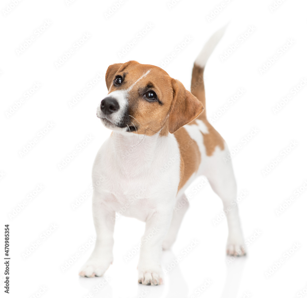 Curious Jack russell terrier puppy stands and looks away and up. Isolated on white background