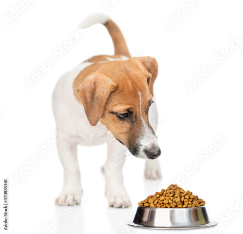 Fotografia Jack Russell Terrier puppy looks at bowl of dry food