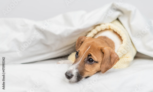 Sad Jack russell terrier puppy  wearing warm sweater lying  under white warm blanket on a bed at home. Empty space for text © Ermolaev Alexandr