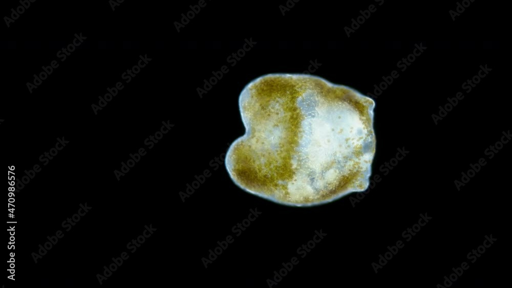Worm Turbellaria, order Acoela under a microscope. In symbiosis with Zooxanthellae algae, which give him energy. Indian Ocean Worm Turbellaria, order Acoela under a microscope. In symbiosis with Zooxanthellae algae, which give him energy. Indian Ocean