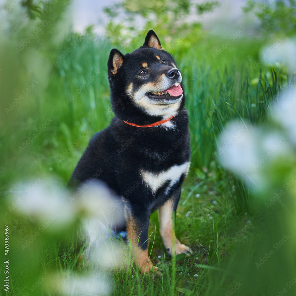 Portrait of a dog of breed Shiba Inu close-up, black and tan color