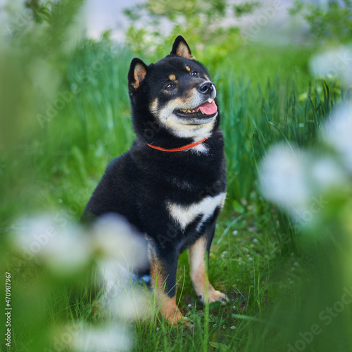 Portrait of a dog of breed Shiba Inu close-up, black and tan color