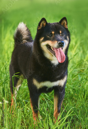 Black and tan Shiba Inu is in the perk