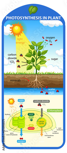 Diagram showing process of photosynthesis in plant