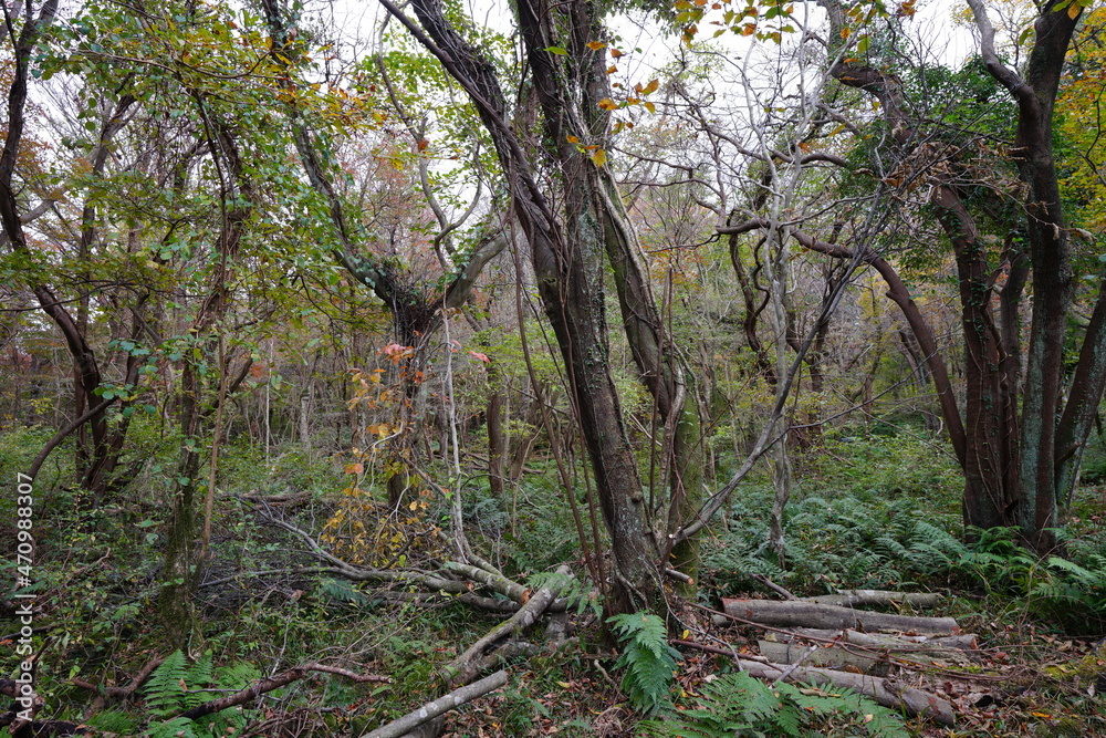 a dense autumn forest with old trees and vines and fern a dense autumn forest with old trees and vines and fern