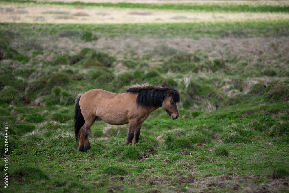 Fototapeta premium Icelandic horses in the highlands, Iceland