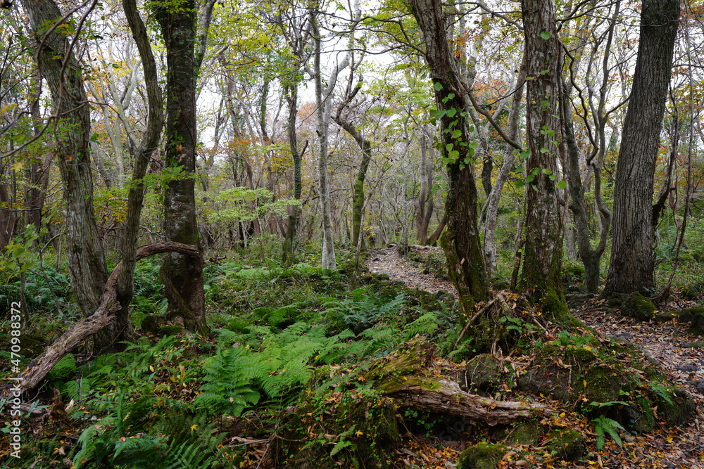 a dense autumn forest with old trees and vines and fern
