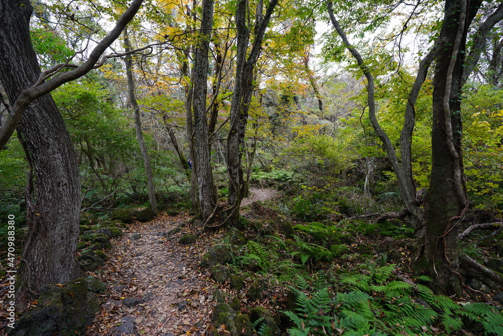 a footpath through an autumn forest