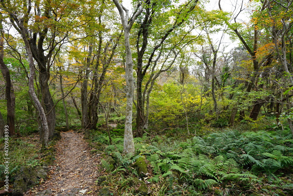 a footpath through an autumn forest a footpath through an autumn forest