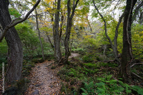 a footpath through an autumn forest