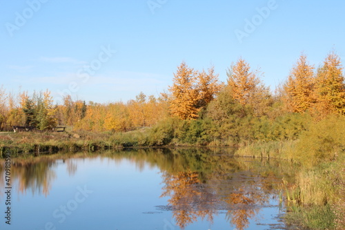 autumn trees reflected in water