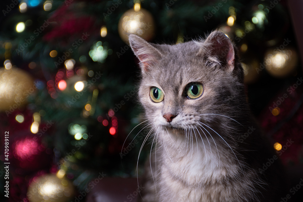 Funny fluffy grey cat with green eyes of British breed surprised and look down on background of the New Year bokeh, Christmas toys and lights: a place for text, happy New year and merry Christmas