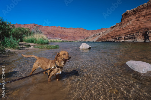 Wallpaper Mural Lee's Ferry on the Colorado River outside of Page, Arizona Torontodigital.ca