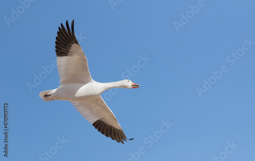 Snow goose in Flight