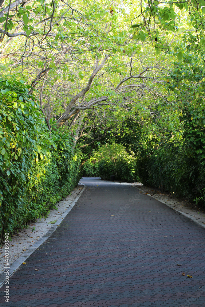 A cobblestone road in the shade of spreading trees and shrubs in the Maldives.