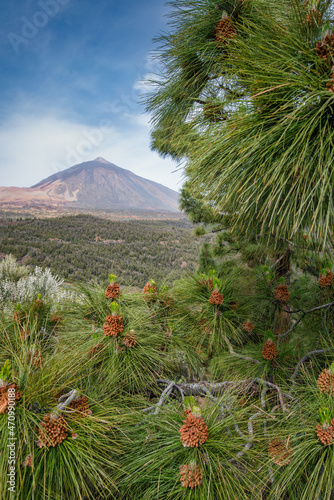 Pinos