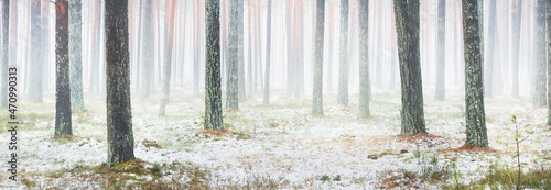 First snow in the misty evergreen forest. Green grass, red and orange leaves on the ground, mighty pine trees. Early winter in Finland. Atmospheric landscape