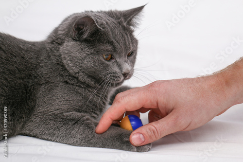 The cat shows aggression when playing with a person and a toy. The cat hisses and shows its teeth.