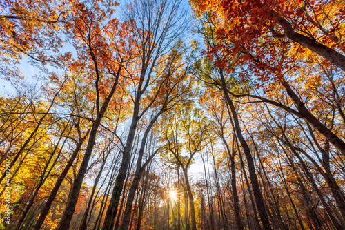 Tall colorful autumn trees reaching sky with sun flare © SNEHIT PHOTO