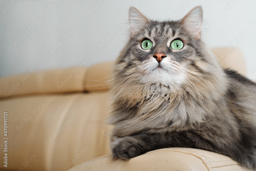 Portrait gray cat indoors. Fluffy cat with big green eyes lying, resting on couch and looking away. Furry purebred pet with surprised expression on face. Animal theme
