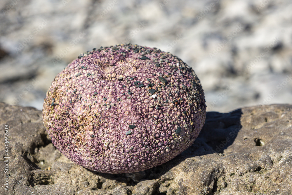 Shell of a sea urchin on the beach of Ile aux perroquets, one of Mingan ...