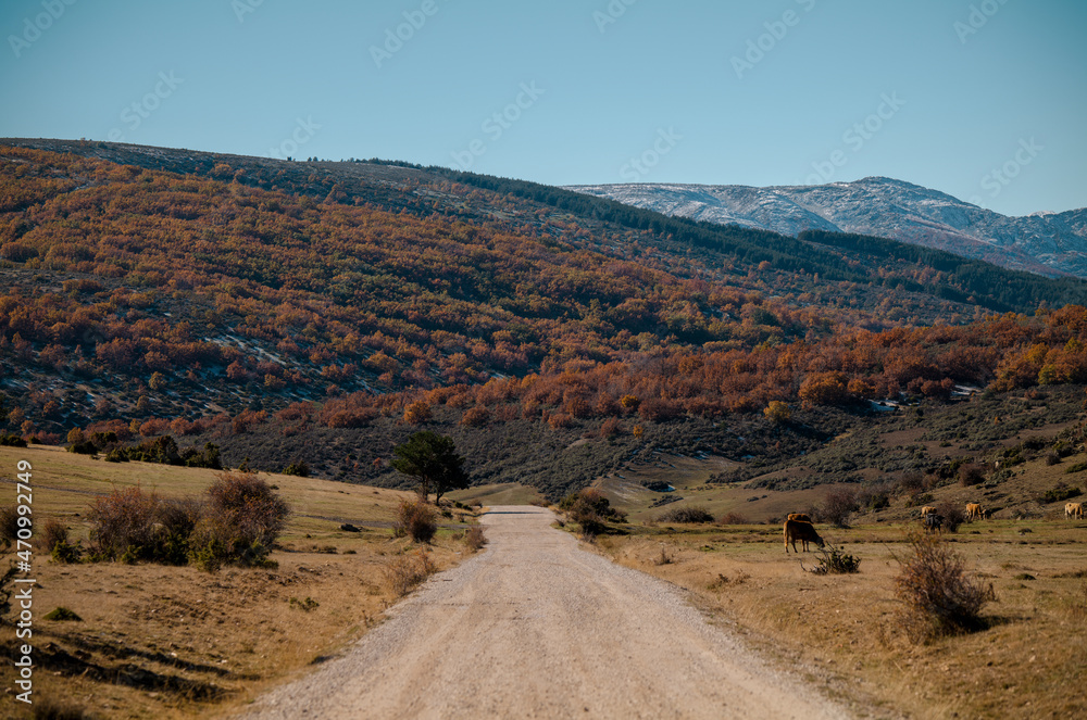 Fototapeta premium Landscape of country road with beech forest in mountain in autumn, in Tejera Negra, Cantalojas, Guadalajara, Spain
