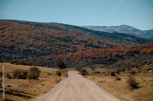 Landscape of country road with beech forest in mountain in autumn  in Tejera Negra  Cantalojas  Guadalajara  Spain