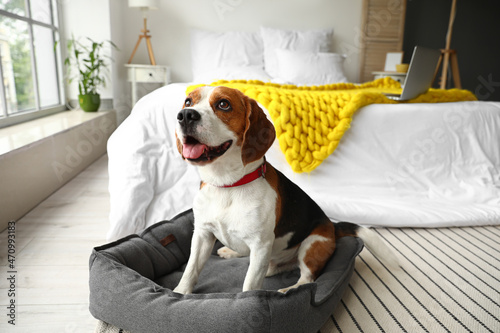 Cute Beagle dog with pet bed in bedroom