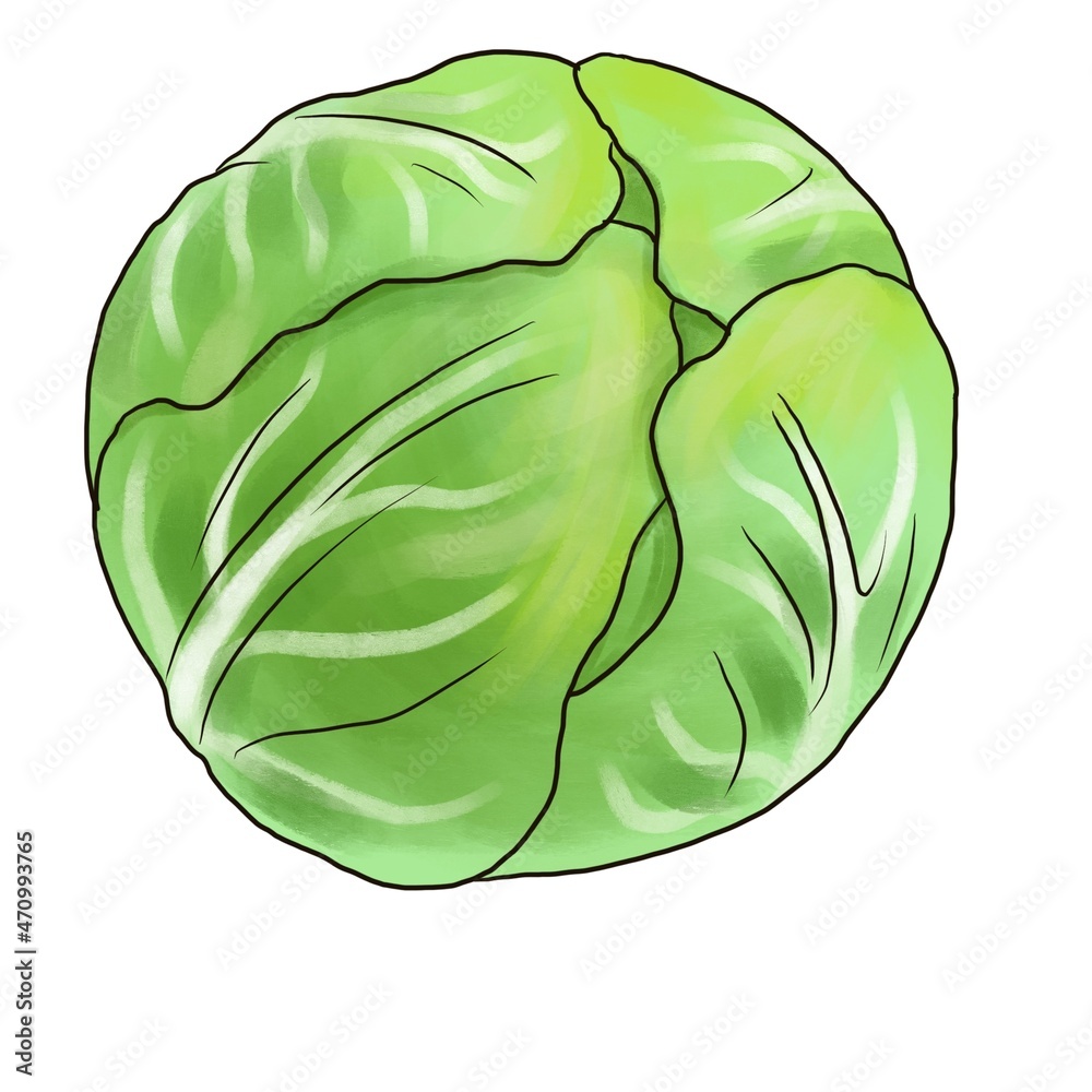 Cabbage Drawing HighRes Vector Graphic  Getty Images