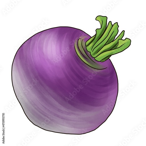 Quadro em tela drawing root of swede , rutabaga, swedish turnip, neep, Brassica napus vegetable