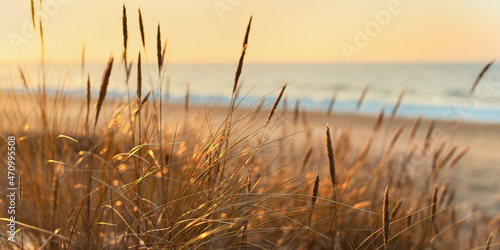 Baltic sea shore at sunset. Sand dunes, plants (Ammophila) close-up. Soft sunlight, golden hour. Environmental conservation, ecotourism, nature, seasons. Warm winter, climate change. Macrophotography photo
