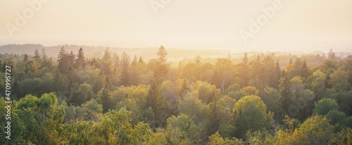 Picturesque panoramic aerial view of the colorful golden, green and yellow trees in the forest at sunset. Clear sky, warm sunlight. Early autumn. Seasons, travel destinations, ecology, pure nature