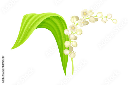 Lily of the valley. May bell fragrant spring flower with green leaf and white flowers vector illustration i