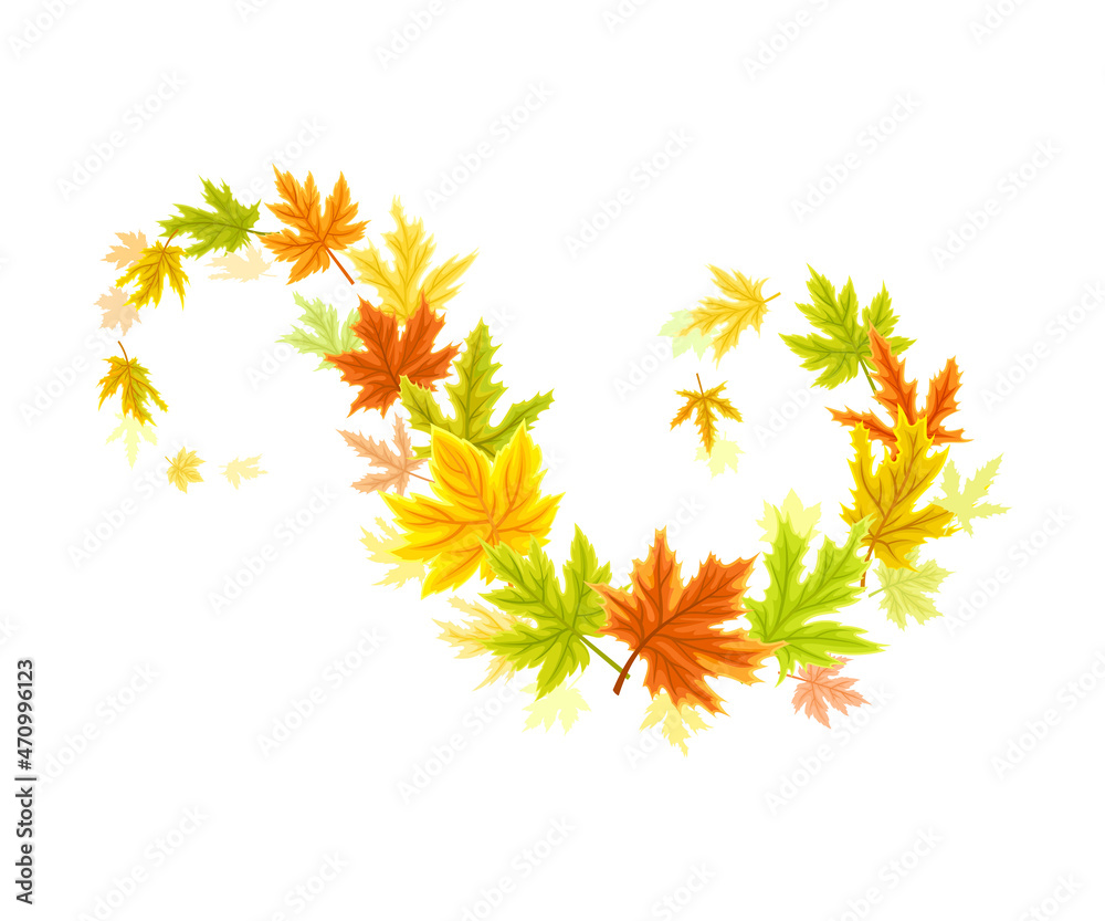 Maple Palmate Leaves of Bright Autumn Colour Arranged in Decorative Swirling Line Vector Illustration Maple Palmate Leaves of Bright Autumn Colour Arranged in Decorative Swirling Line Vector Illustration