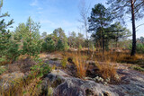 Peatland in the Couleuvreux Biological nature reserve. Fontainebleau forest