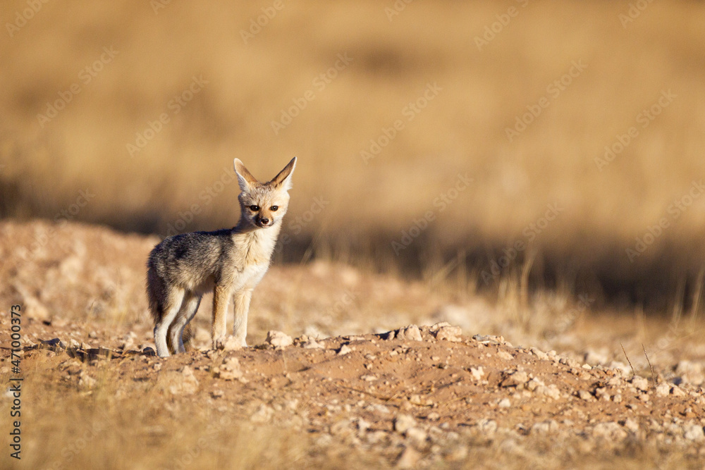 Obraz premium Cape Fox cub comes up from the borrow to play in the sun in the Kgalagadi, South Africa